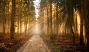 15774-sunlit-forest-road-1920x1200-nature-wallpaper